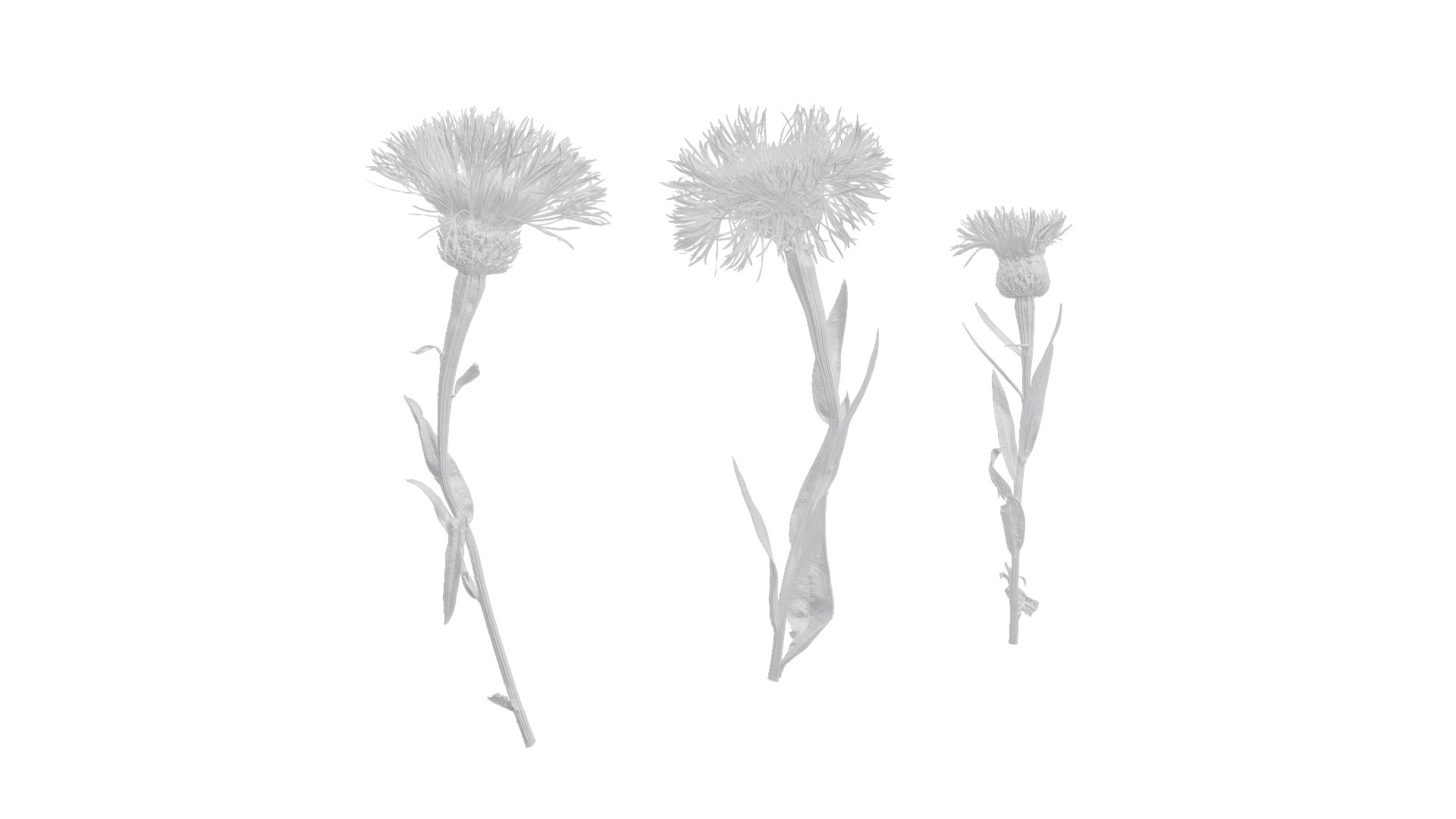 Anydrafts Centaurea Americana Atlas 01 Textures Model - TurboSquid 2353134