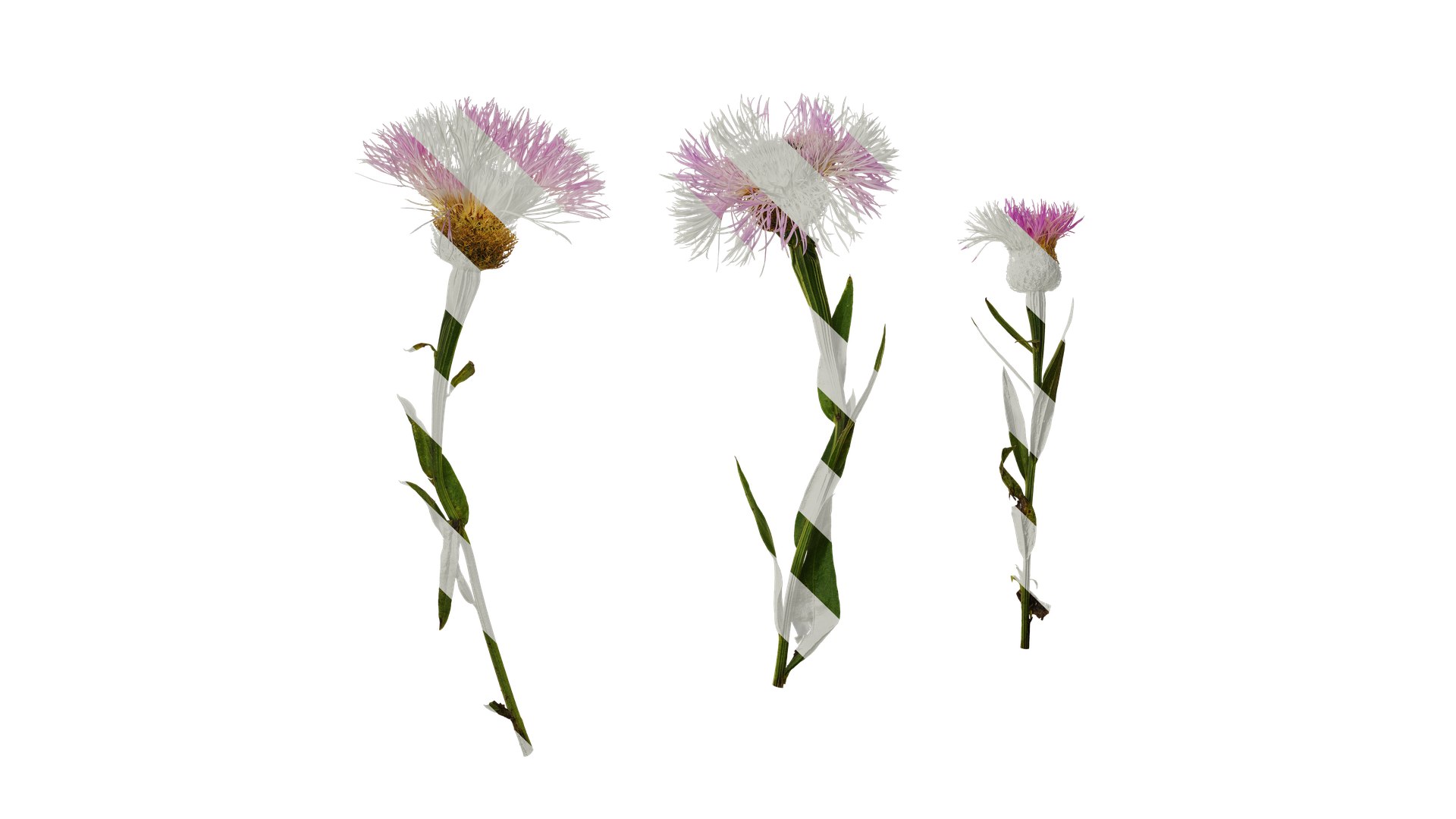 Anydrafts Centaurea Americana Atlas 01 Textures Model - TurboSquid 2353134