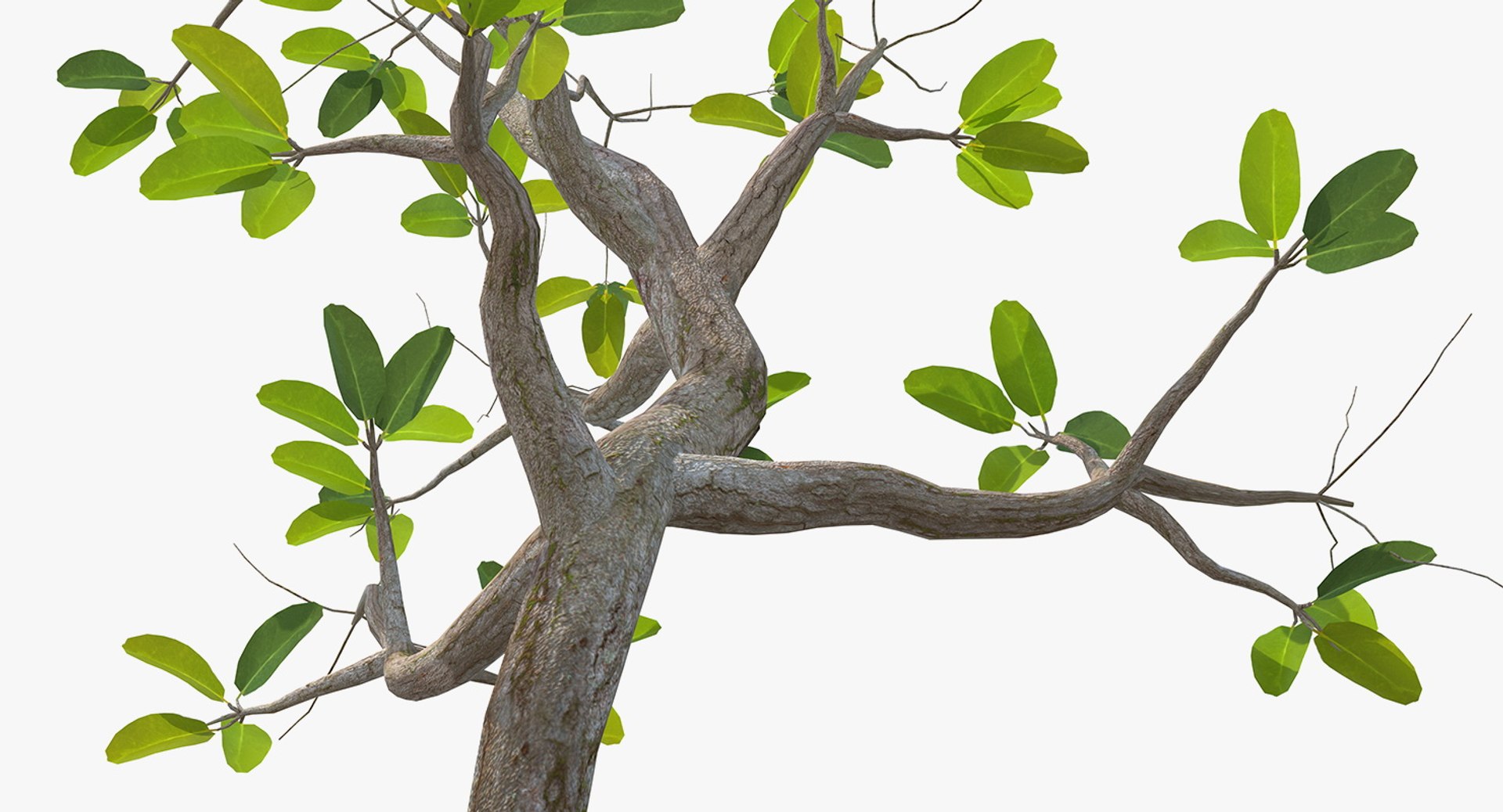 mangrove small tree 3D https://p.turbosquid.com/ts-thumb/Pg/MnRmJ8/7ham5XWf/mangrovesmalltree3dsmodel008/jpg/1556049759/1920x1080/fit_q87/d0df0e1c70f2d7dfdac387d66735b0f771dd946e/mangrovesmalltree3dsmodel008.jpg