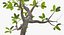 Árbol pequeño de mangle
