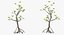 Árbol pequeño de mangle