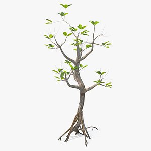 Mangrove Small Tree 3D Model