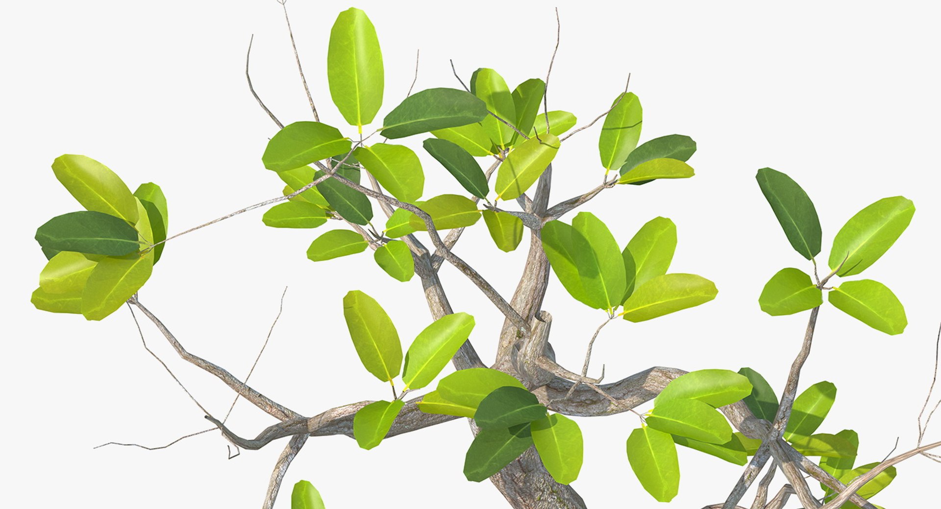 mangrove small tree 3D https://p.turbosquid.com/ts-thumb/Pg/MnRmJ8/SkKYqP0z/mangrovesmalltree3dsmodel009/jpg/1556049763/1920x1080/fit_q87/4d1b1865b21f9beea02ea56027b790ad59bb8b2d/mangrovesmalltree3dsmodel009.jpg