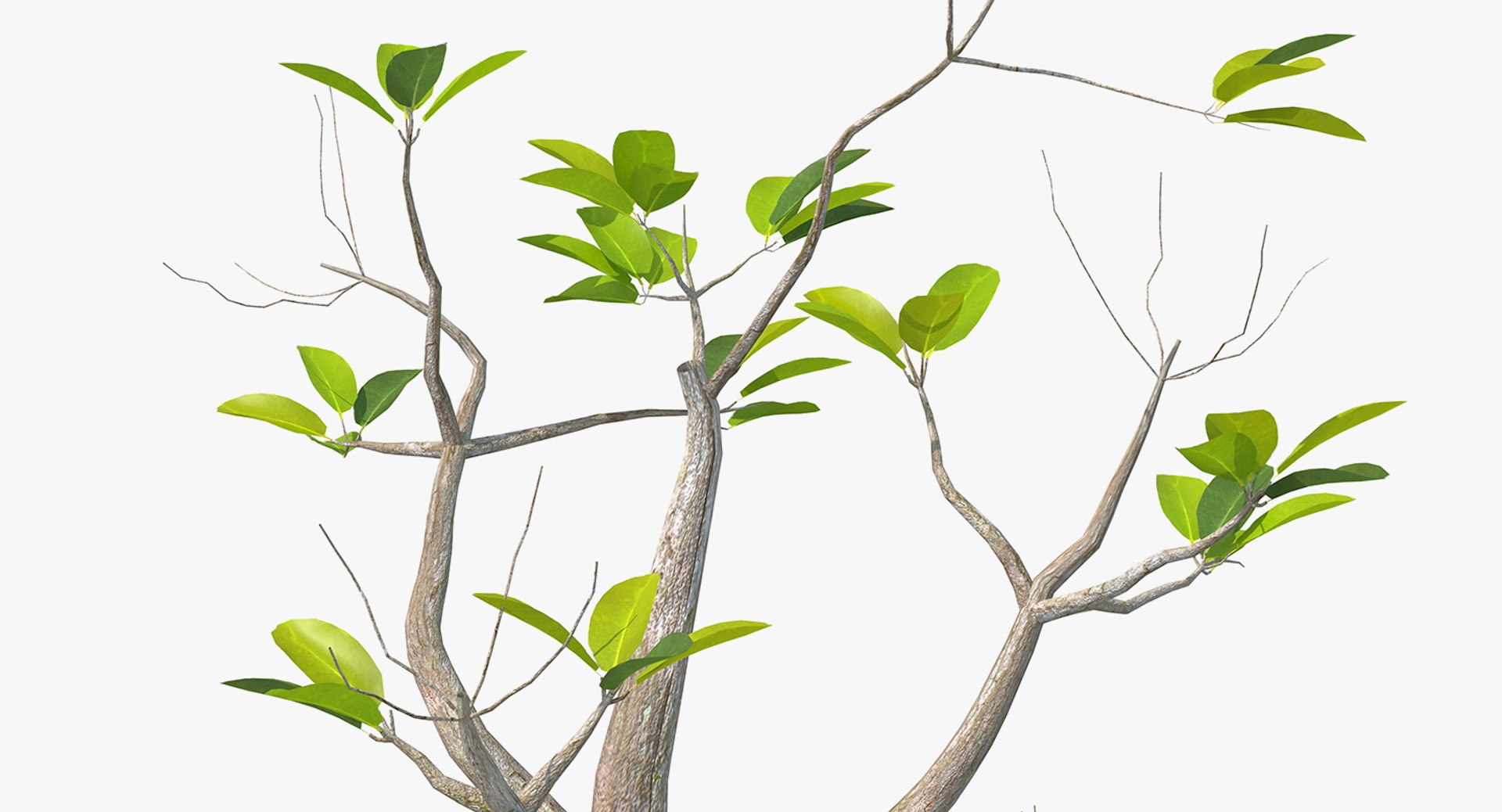 mangrove small tree 3D https://p.turbosquid.com/ts-thumb/Pg/MnRmJ8/VNKvO3Ll/mangrovesmalltree3dsmodel005/jpg/1556049749/1920x1080/fit_q87/6657cc3edd0fbe82c3fb17e6e3b5f1e3350f48c6/mangrovesmalltree3dsmodel005.jpg
