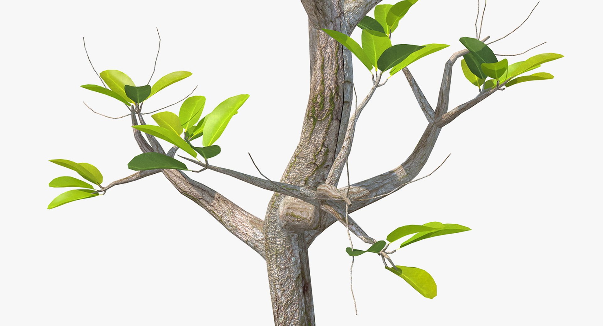 mangrove small tree 3D https://p.turbosquid.com/ts-thumb/Pg/MnRmJ8/pOW25Wuo/mangrovesmalltree3dsmodel006/jpg/1556049752/1920x1080/fit_q87/baea565bc6a3cb60726615a6ed53f84246f10b82/mangrovesmalltree3dsmodel006.jpg