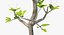 Árbol pequeño de mangle