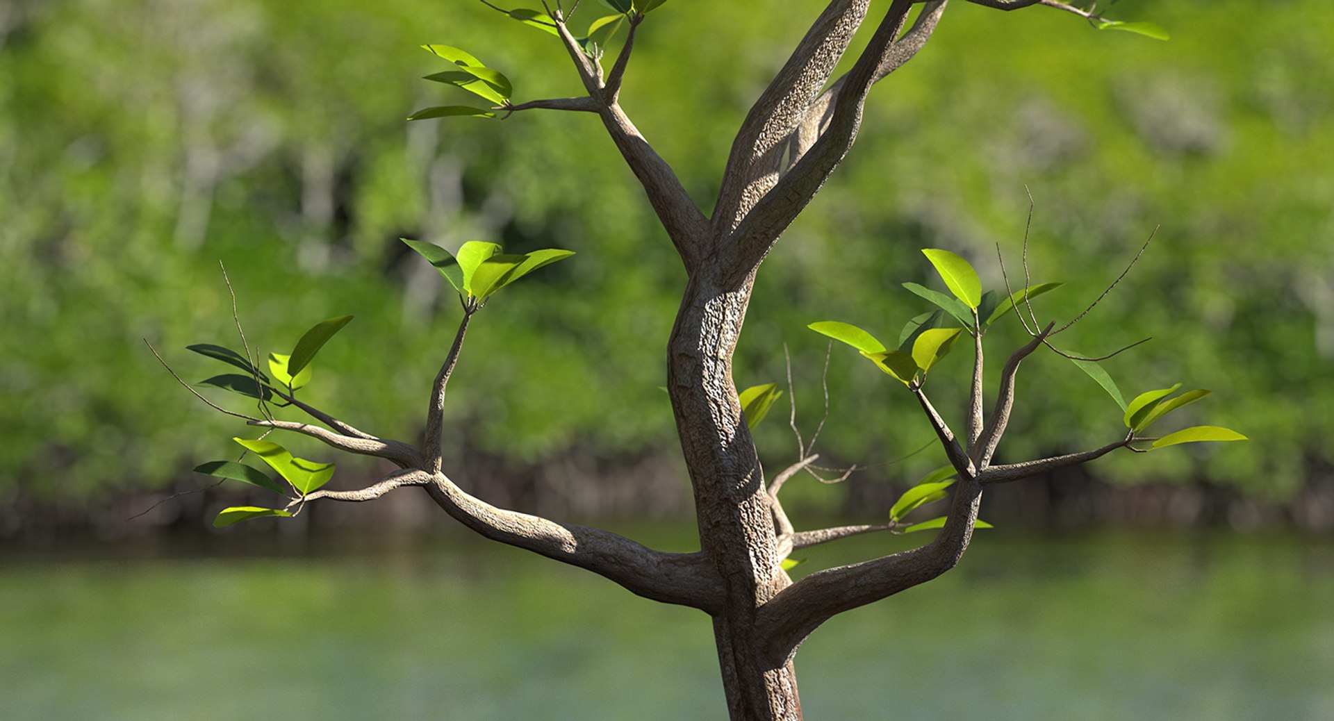 mangrove small tree 3D https://p.turbosquid.com/ts-thumb/Pg/MnRmJ8/qYzxB0pt/mangrovesmalltree3dsmodel003/jpg/1556049741/1920x1080/fit_q87/1b0f7e6a7d73712350f9ac5fd4006781df3730b6/mangrovesmalltree3dsmodel003.jpg
