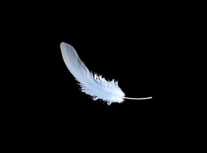 Feather animation wing fly float plume pinna indumentum film movie