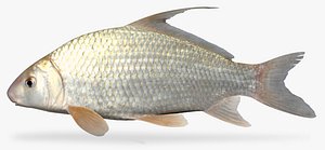 3d carpiodes cyprinus quillback