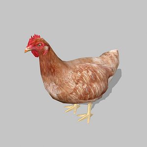 hen
