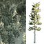 3D Conifer Forest 3d scene model