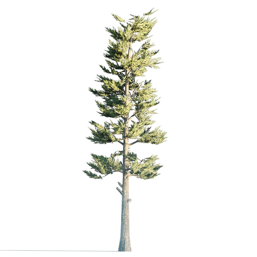 3D Conifer Forest 3d scene model https://p.turbosquid.com/ts-thumb/Pg/cdLGWZ/VP/05pp/jpg/1657616825/1920x1080/fit_q87/9c850f6c0f41ffbd84377dd2830d28570aa091da/05pp.jpg