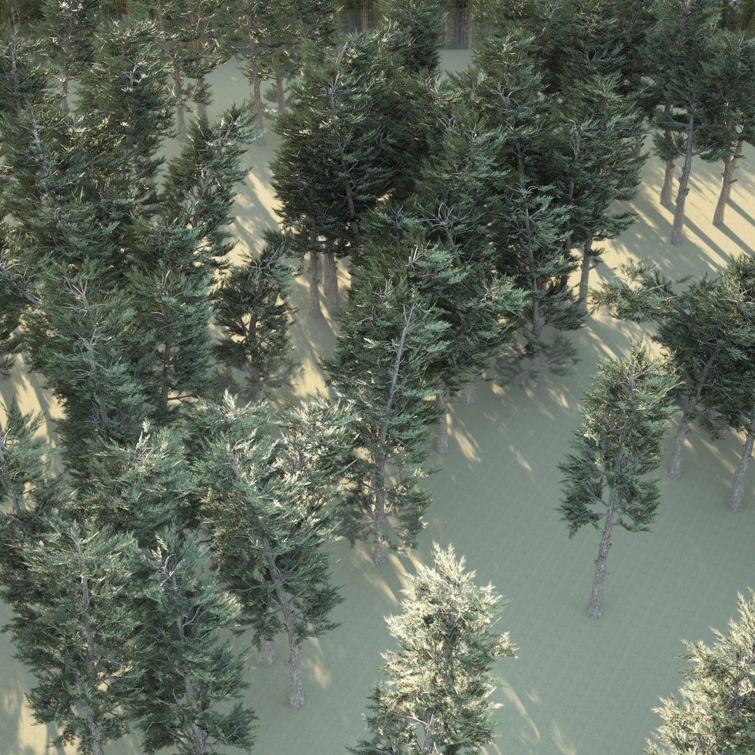 3D Conifer Forest 3d scene model https://p.turbosquid.com/ts-thumb/Pg/cdLGWZ/XW/02pp_0212/jpg/1657616830/1920x1080/fit_q87/764bb881ae85d94efad1e988e9330cacd3c16963/02pp_0212.jpg