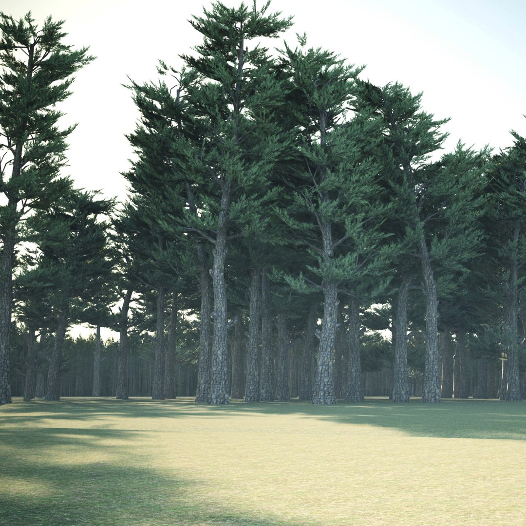 3D Conifer Forest 3d scene model https://p.turbosquid.com/ts-thumb/Pg/cdLGWZ/Zb/search2/jpg/1657616401/1920x1080/fit_q87/241119e59ddb5fc8ea8deec4a62ce4149a7aa6bd/search2.jpg