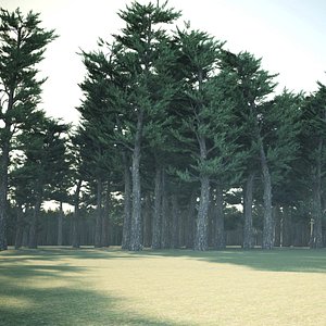 3D Conifer Forest 3d scene model