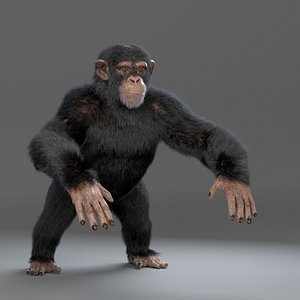 chimp chimpanzee 3D