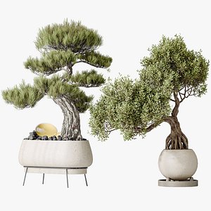 AV Indoor plants set 136 Bonsai Pinus Pentaphylla Thunbergii and Ficus Retusa Microcarpa Bonsai Gins model