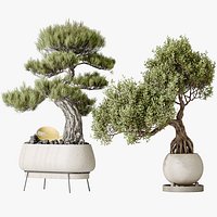 AV Indoor plants set 136 Bonsai Pinus Pentaphylla Thunbergii and Ficus Retusa Microcarpa Bonsai Gins
