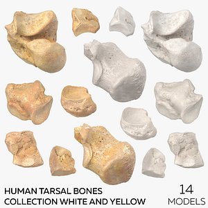 3D Human Tarsal Bones Collection White and Yellow - 14 models