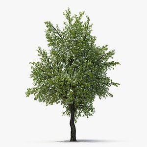 Flowering Pear Tree