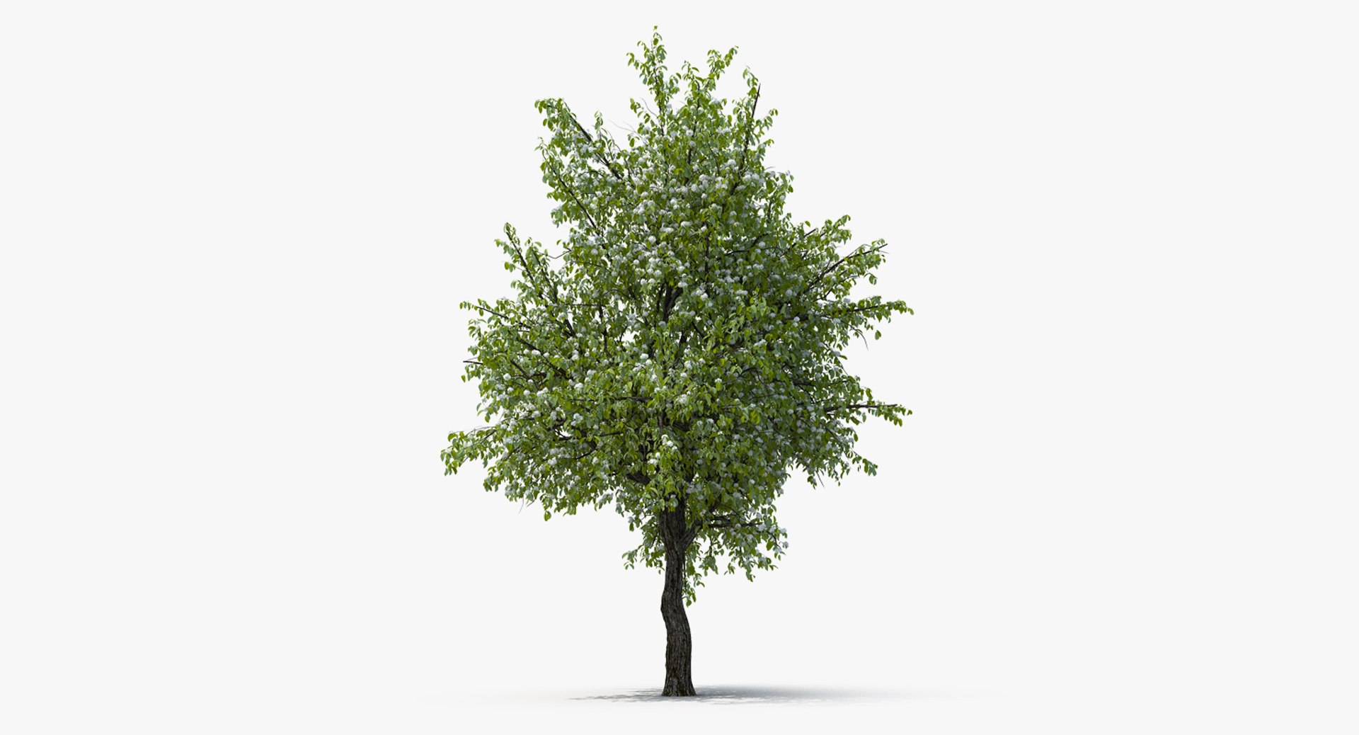 Flowering Pear Tree 3D model preview