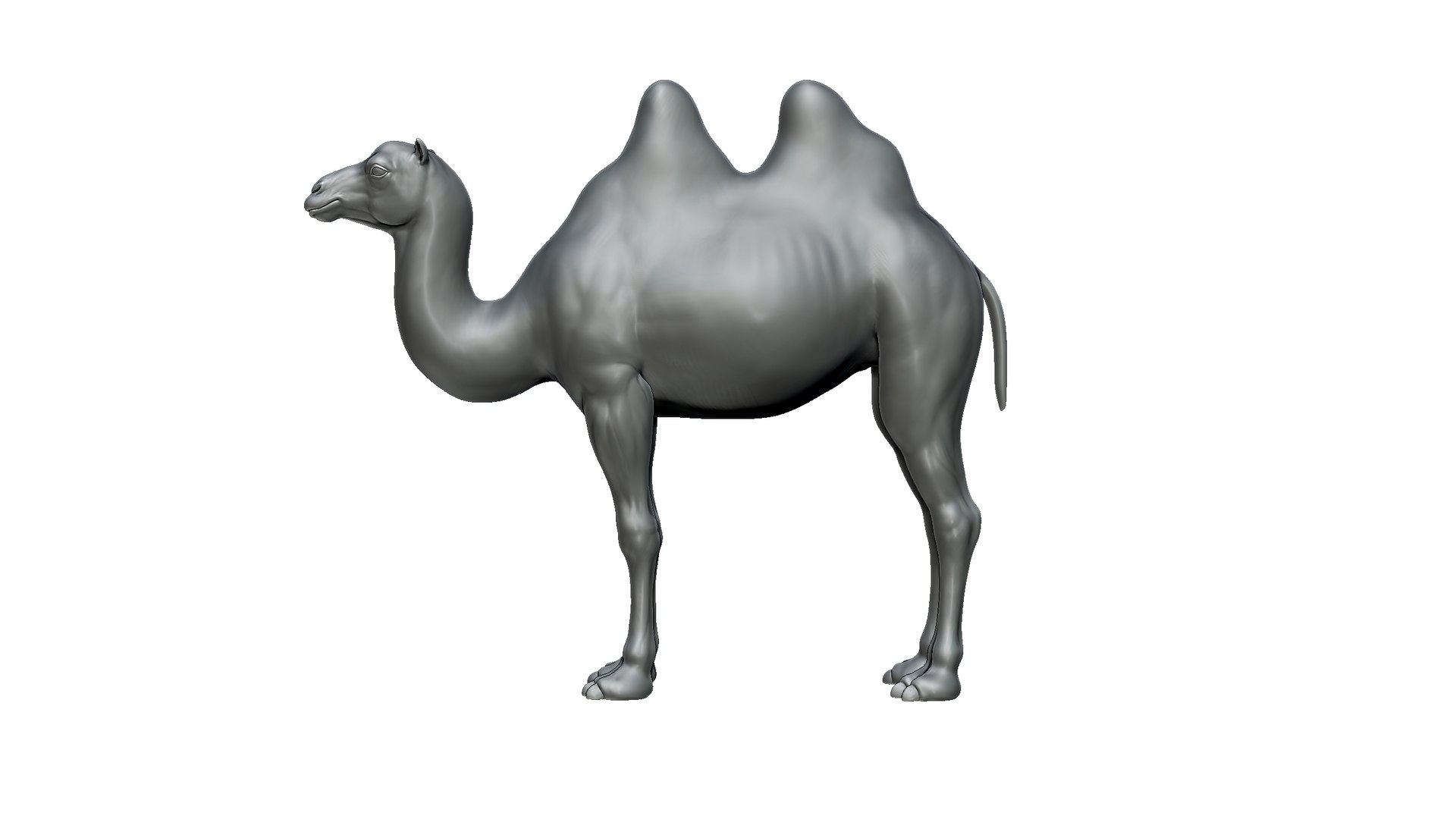 camel model https://p.turbosquid.com/ts-thumb/Pg/umRIZ2/AN/5/jpg/1725719224/1920x1080/fit_q87/93a262481036f2847771d12b7d5967cf58aebcb6/5.jpg