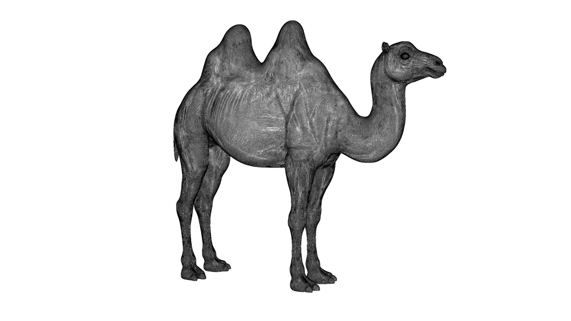 camel model https://p.turbosquid.com/ts-thumb/Pg/umRIZ2/N7/9/jpg/1725719230/1920x1080/fit_q87/f1a02cd73c3072399c1b29faace43bdd08d88123/9.jpg
