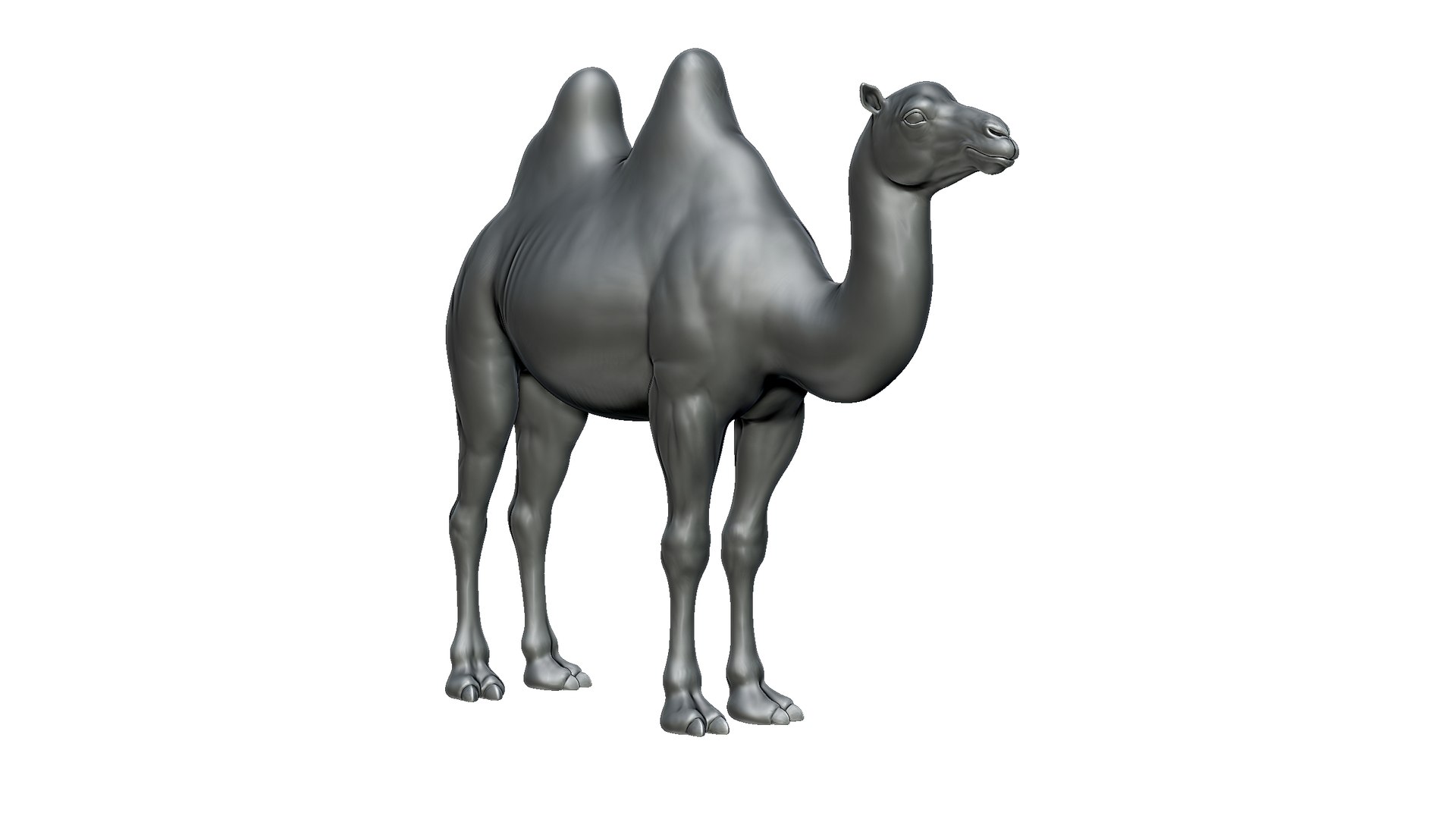 camel model https://p.turbosquid.com/ts-thumb/Pg/umRIZ2/db/2/jpg/1725719220/1920x1080/fit_q87/a564be7ca722b28d48b9c270e0029383245d456e/2.jpg