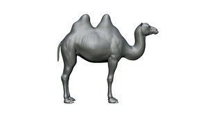 camel