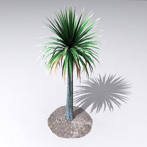 cordyline australis palm 3ds
