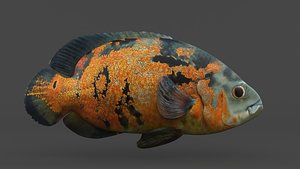 3D Oscar Fish model