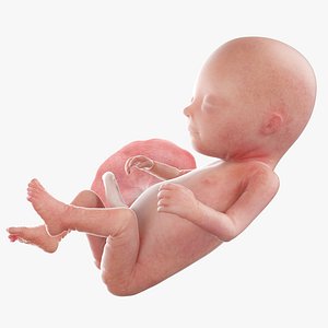 Fetus Week 14 Animated 3D model