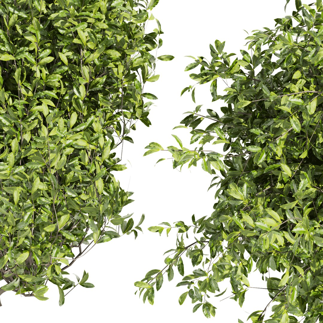 3D Model Collection Plant Vol 495 - Outdoor - Bush - Ivy - 3dsmax ...