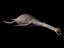 plesiosaur plesiosaurus l max