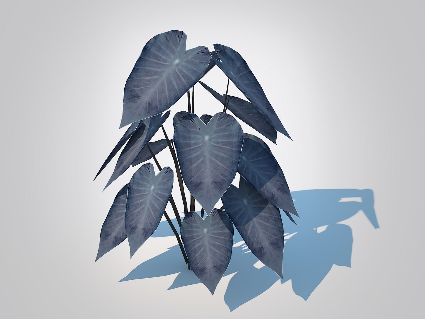 Colocasia esculenta -Black Taro 3D model https://p.turbosquid.com/ts-thumb/Ph/M4ivJO/Ah/1/jpg/1726398604/1920x1080/fit_q87/8ea21cba577b1cfee3c44f40a797e45086a89c9e/1.jpg