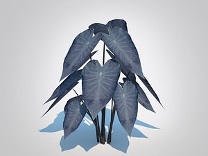 Colocasia esculenta -Black Taro