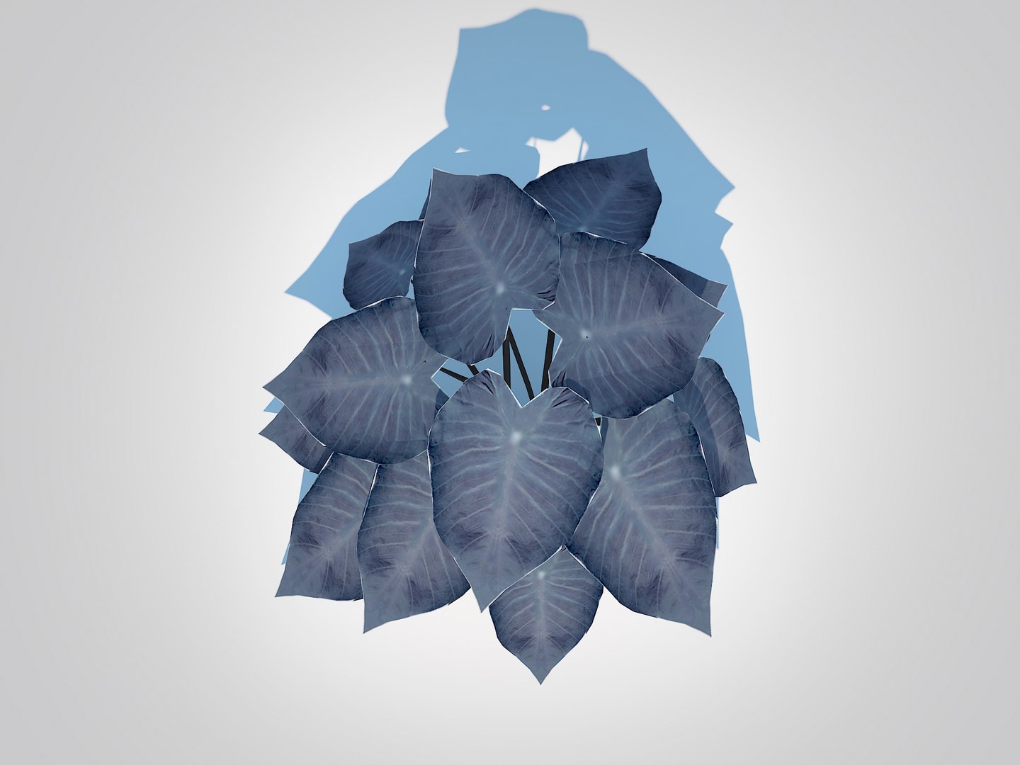 Colocasia esculenta -Black Taro 3D model https://p.turbosquid.com/ts-thumb/Ph/M4ivJO/z2/6/jpg/1726398610/1920x1080/fit_q87/898caab6706ed46187bea7343029d22918039b20/6.jpg