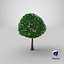 Cartoon Tree Small 03 model