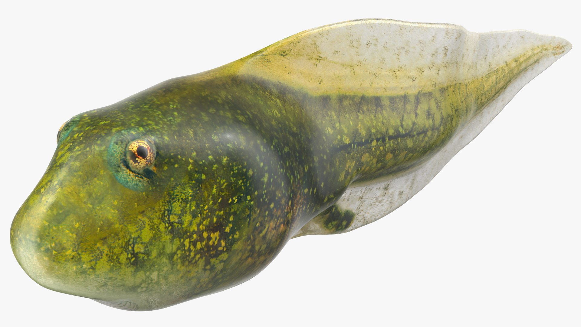 Tadpole 3D model preview