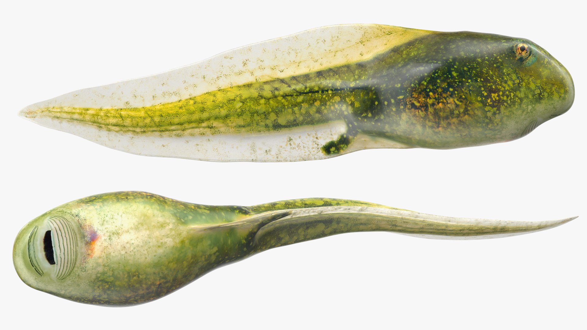 Tadpole 3D model https://p.turbosquid.com/ts-thumb/Ph/lCO48V/5D/tadpole3dsmodel009/jpg/1618449493/1920x1080/fit_q87/6b4b6de9d03a3a5532bae09ea30713ab86a104e0/tadpole3dsmodel009.jpg