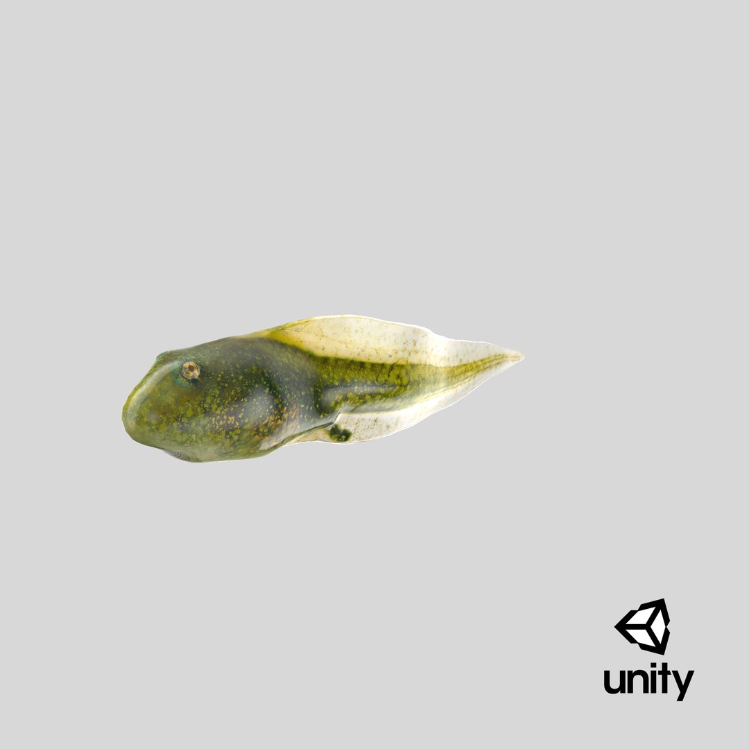 Tadpole 3D model https://p.turbosquid.com/ts-thumb/Ph/lCO48V/91/stemcell_unity_render/png/1644911917/1920x1080/fit_q87/993dc2ba60896a382d71db1ae65753091839a368/stemcell_unity_render.jpg