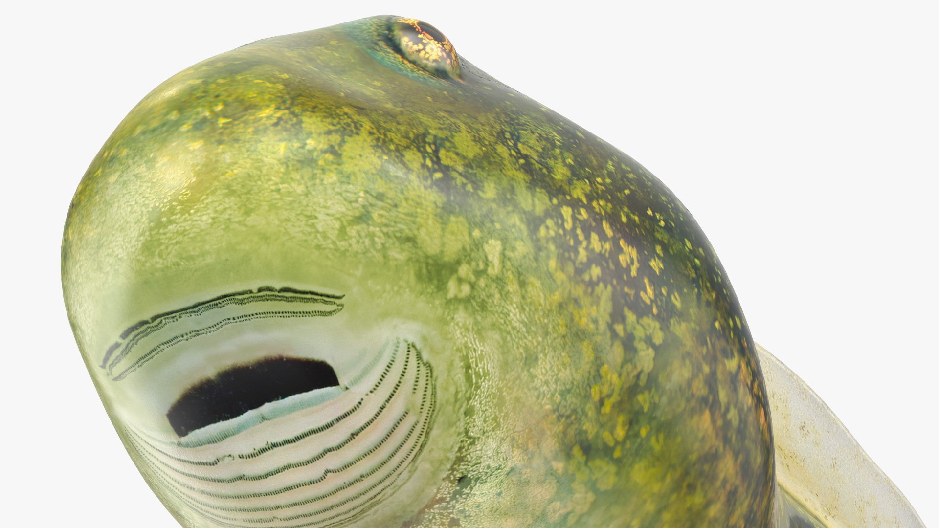 Tadpole 3D model https://p.turbosquid.com/ts-thumb/Ph/lCO48V/Ea/tadpole3dsmodel013/jpg/1618449561/1920x1080/fit_q87/6c4b67f935d1b2c2dec2172f81eb71517ad19ce1/tadpole3dsmodel013.jpg