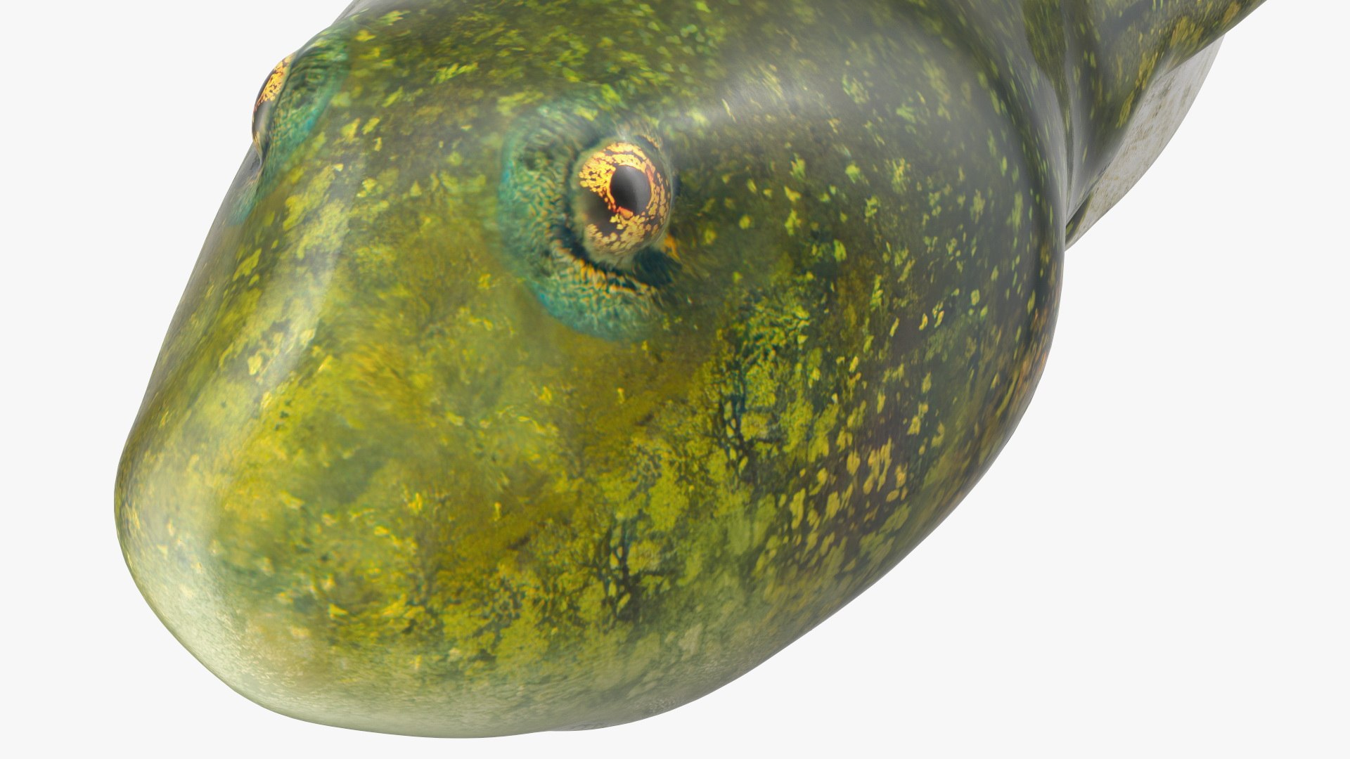 Tadpole 3D model https://p.turbosquid.com/ts-thumb/Ph/lCO48V/Ej/tadpole3dsmodel012/jpg/1618449543/1920x1080/fit_q87/479e06ddee21c2737b24eaf546ec7739fc285b34/tadpole3dsmodel012.jpg