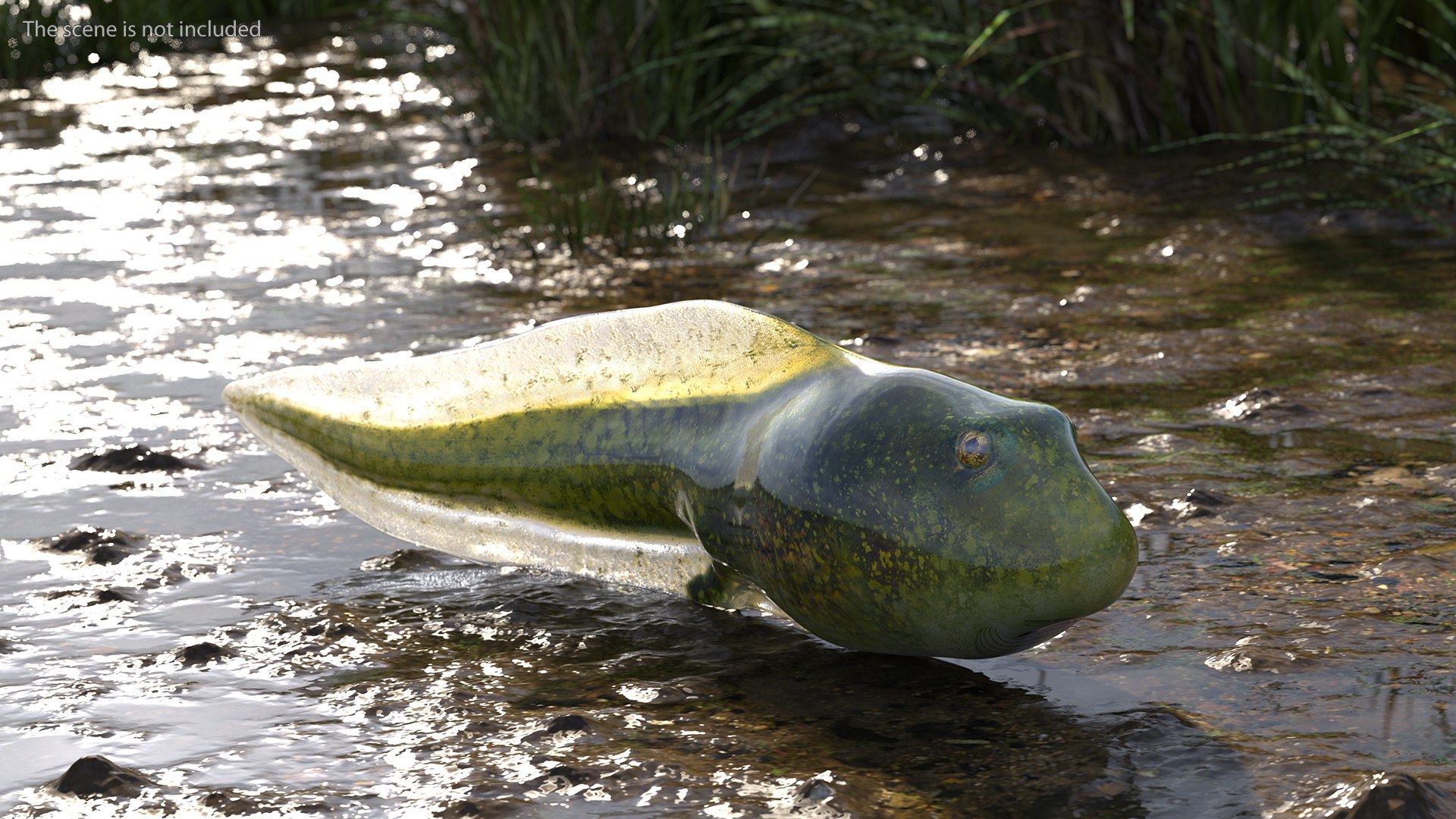 Tadpole 3D model https://p.turbosquid.com/ts-thumb/Ph/lCO48V/T4/tadpole3dsmodel002/jpg/1618449350/1920x1080/fit_q87/801fda475b54e10cd93f1574be45e750c0f1aaee/tadpole3dsmodel002.jpg