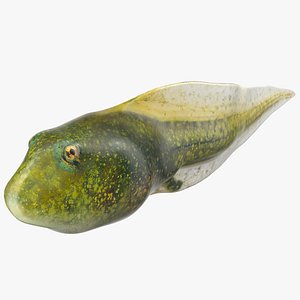 Tadpole