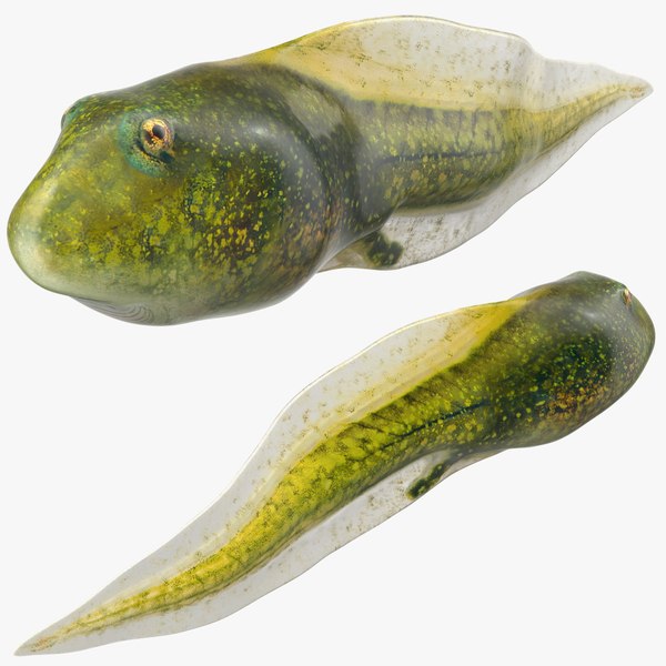 tadpole 3d model