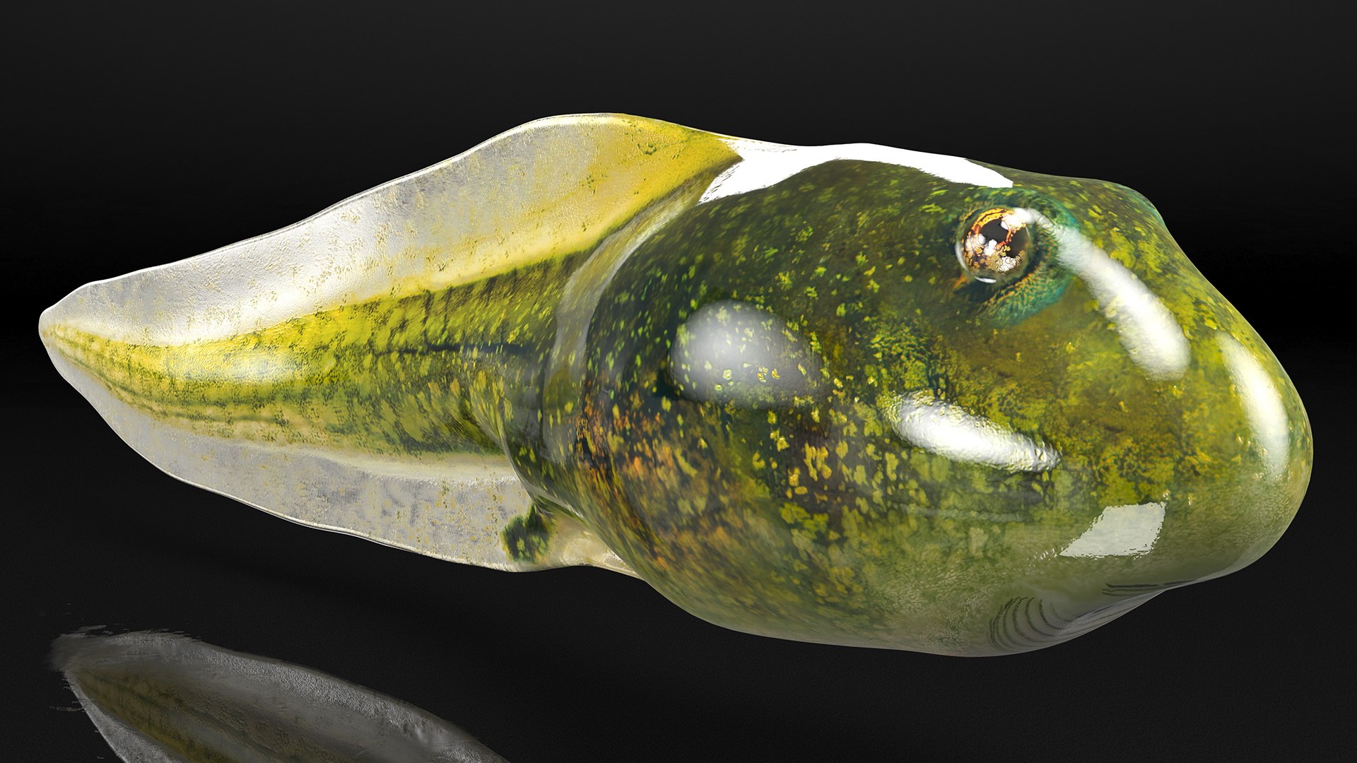 Tadpole 3D model https://p.turbosquid.com/ts-thumb/Ph/lCO48V/hK/tadpole3dsmodel007/jpg/1618449453/1920x1080/fit_q87/25c88f577968eba222f159a287ad2610bd53dda1/tadpole3dsmodel007.jpg
