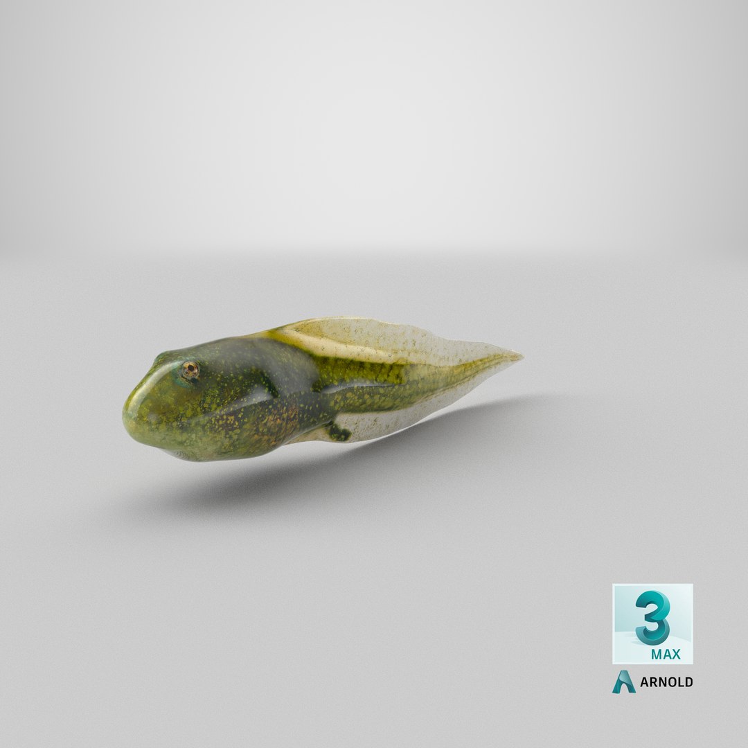 Tadpole 3D model https://p.turbosquid.com/ts-thumb/Ph/lCO48V/qH/stemcell_max_arnold_render/png/1644911920/1920x1080/fit_q87/f842bcc4093927019cf0b6ba173dbb598b36eba2/stemcell_max_arnold_render.jpg
