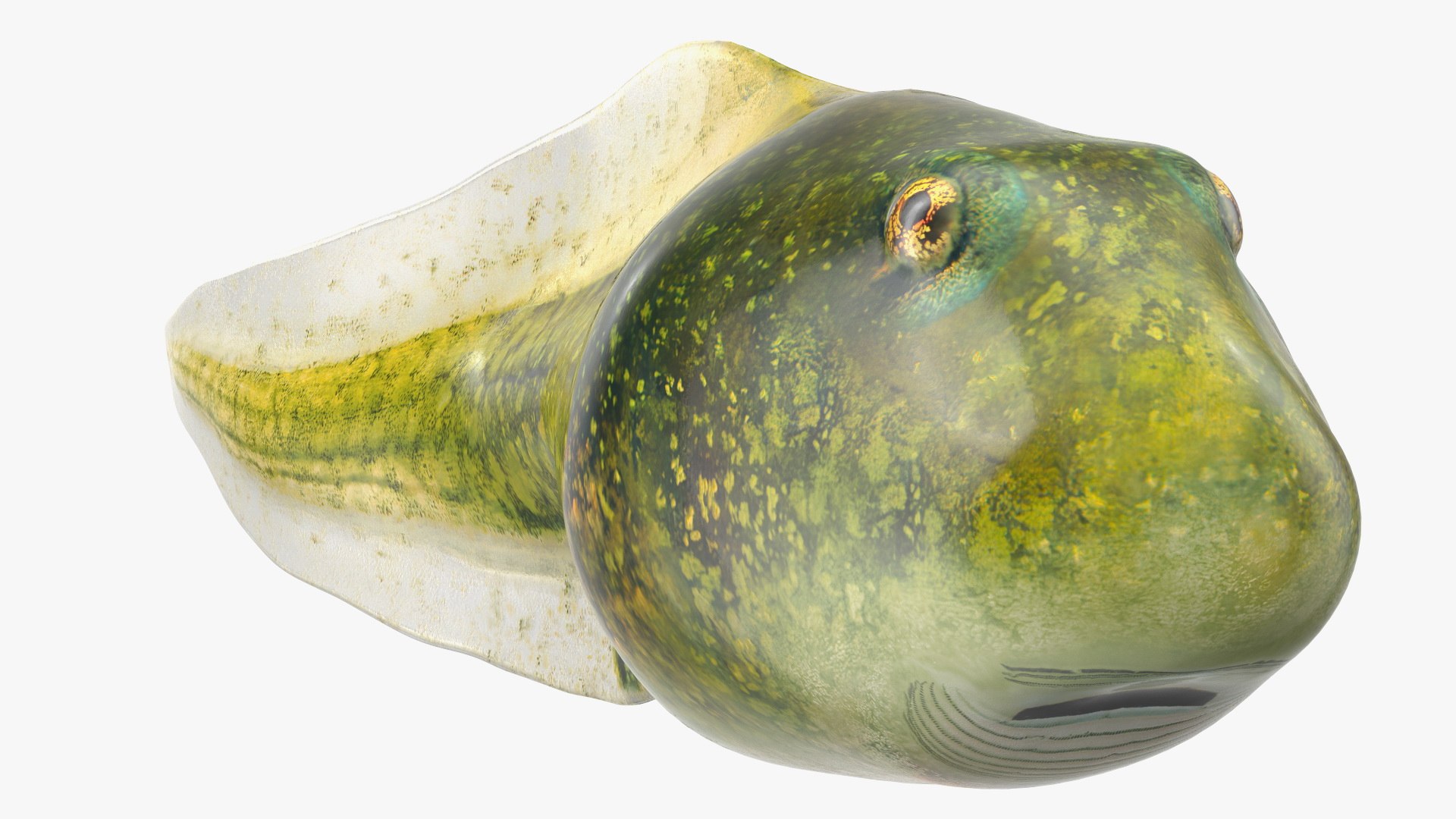 Tadpole 3D model https://p.turbosquid.com/ts-thumb/Ph/lCO48V/wX/tadpole3dsmodel008/jpg/1618449475/1920x1080/fit_q87/63cd68d0865130df52ffc9d1a547ecbfd759b4a9/tadpole3dsmodel008.jpg