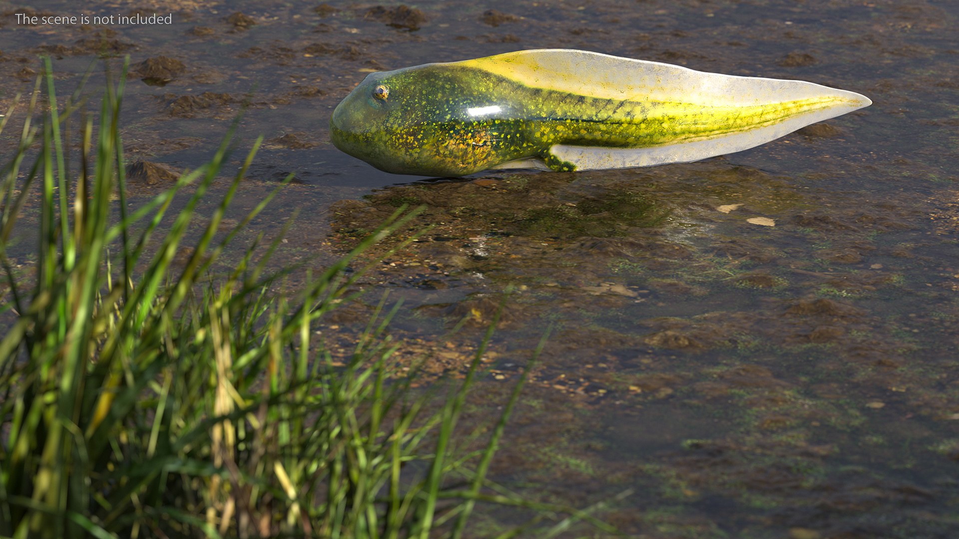 Tadpole 3D model https://p.turbosquid.com/ts-thumb/Ph/lCO48V/wi/tadpole3dsmodel003/jpg/1618449369/1920x1080/fit_q87/f76eef1a21f18a8c49141467314a35331a140949/tadpole3dsmodel003.jpg